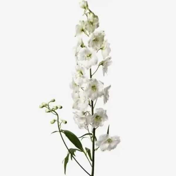Tall stem of white delphinium flowers with a few green buds
