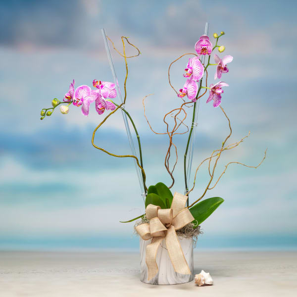 Upscale Orchid Plant