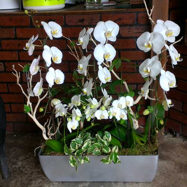 White orchids arranged in a rectangular planter with moss and variegated foliage