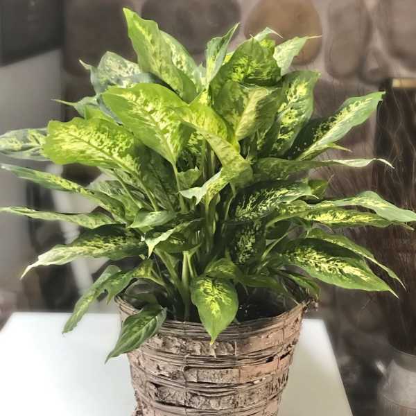 Potted green houseplant in a woven basket container