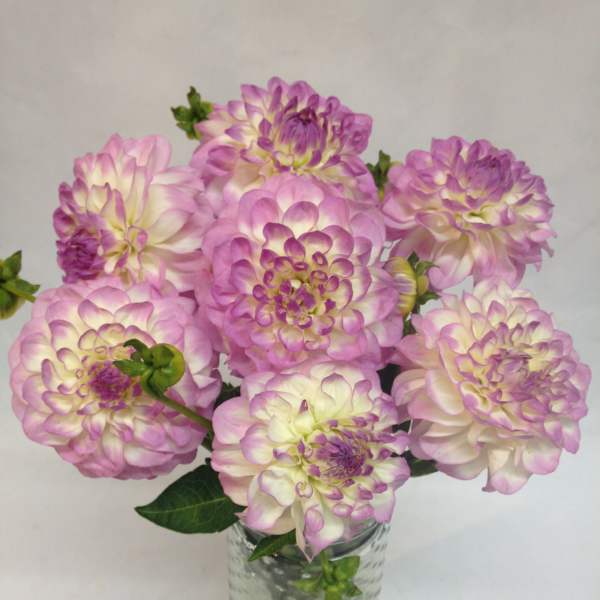Pink and white dahlias arranged in a clear glass vase