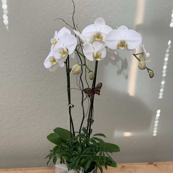 White orchid plant in a gray pot with a sheer ribbon bow