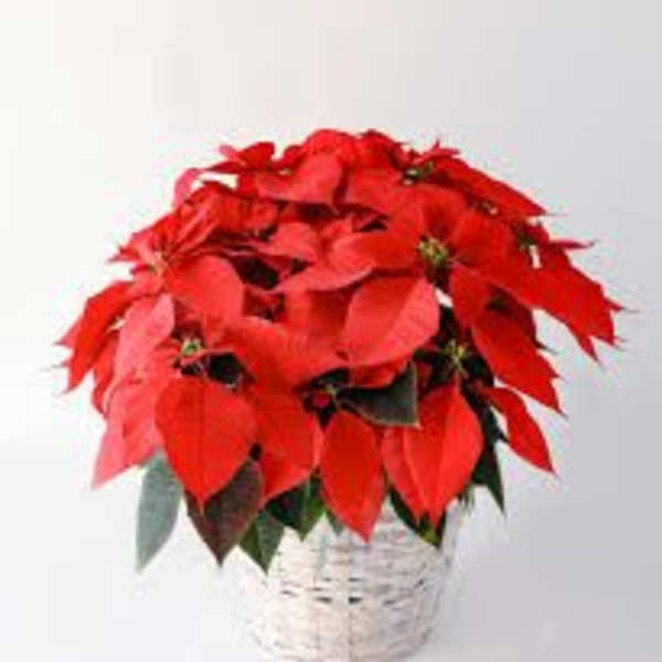 Red poinsettia plant in a white woven basket