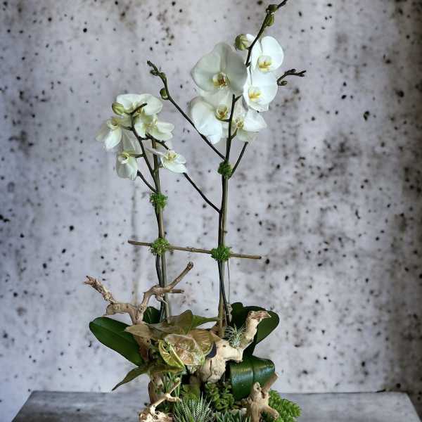 White orchids in a white ceramic planter with succulents and driftwood