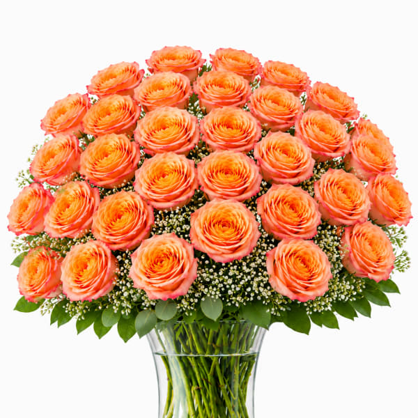 3 Dozen Free Spirit Roses