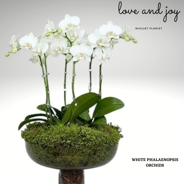 White phalaenopsis orchids in a moss-covered bowl planter