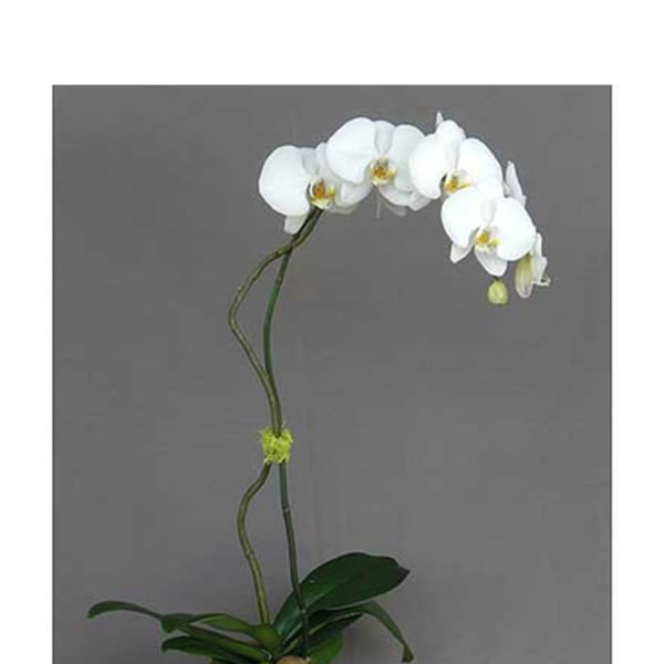 White orchid plant in a white pot