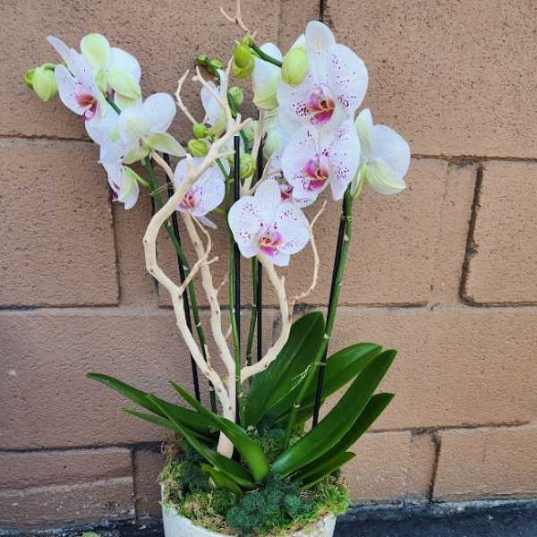 White phalaenopsis orchid plant with pink centers in a cream ceramic pot with moss.
