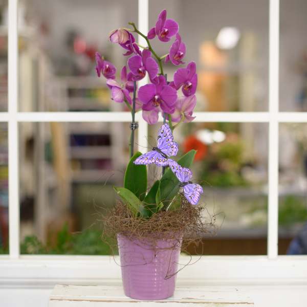 Purple orchid plant in a lavender pot with decorative butterflies