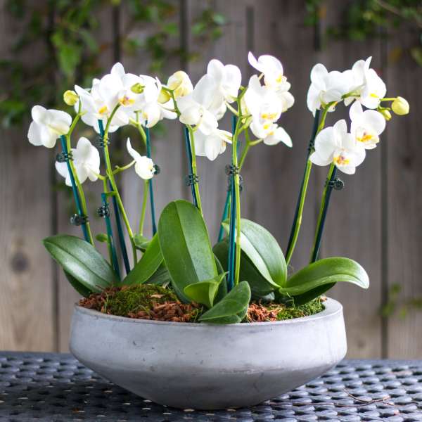 White orchids in a low gray bowl planter