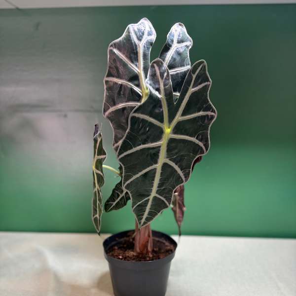Potted plant with dark, arrow-shaped leaves and white veins