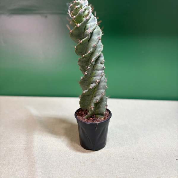 Tall twisted cactus in a small black nursery pot