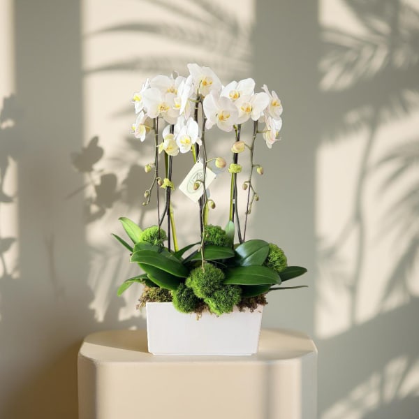 Orchid Elegance