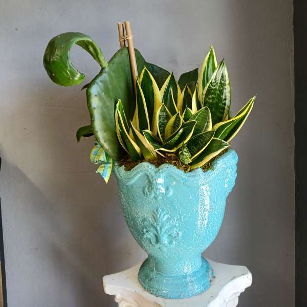 Snake plants and a cactus in a turquoise ceramic urn