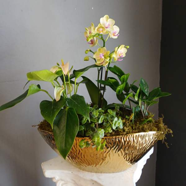 Mixed potted orchid and anthurium arrangement in a gold bowl planter