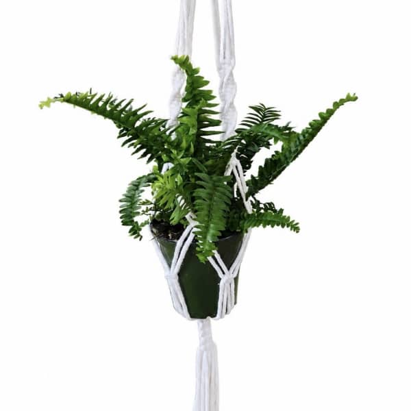 Fern Jesters Crown Macrame Plant Hanger