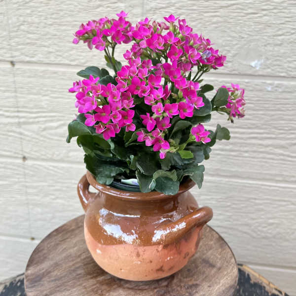 Hot Pink Kalanchoe