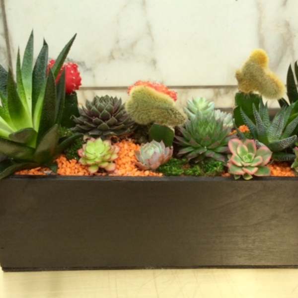 Rectangular planter with assorted succulents and cacti