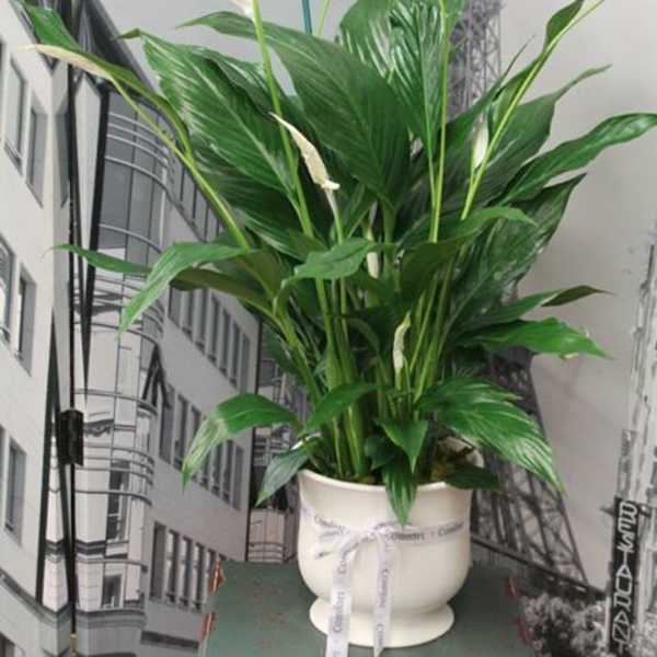 Peace lily