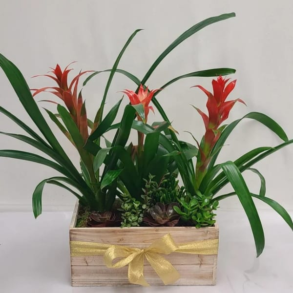 Tropical plants and succulents in a wooden box planter with red blooms and a gold ribbon bow