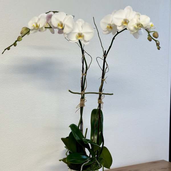 White orchid plant in a white pot on a wooden table