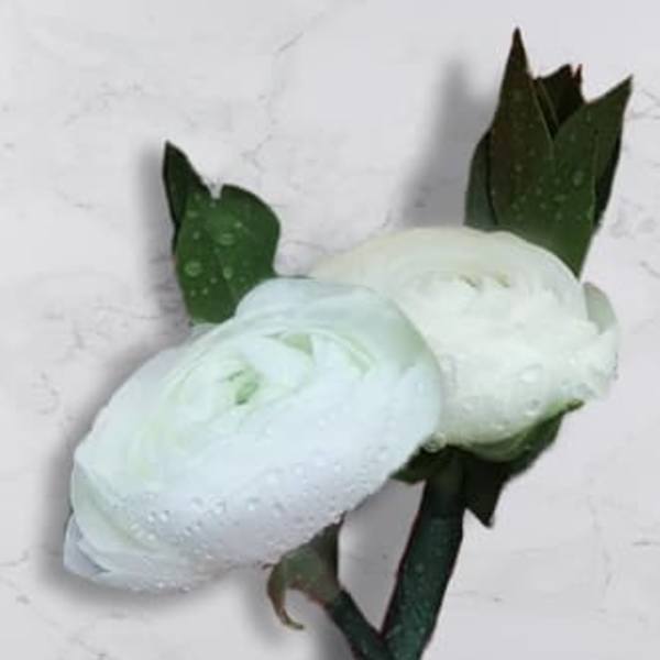 Two white ranunculus blooms with dark green leaves