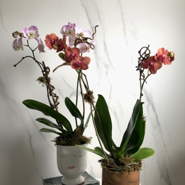 Bi-Color Potted Orchid
