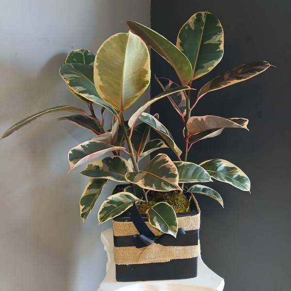 #PL6 Ruby pink ficus