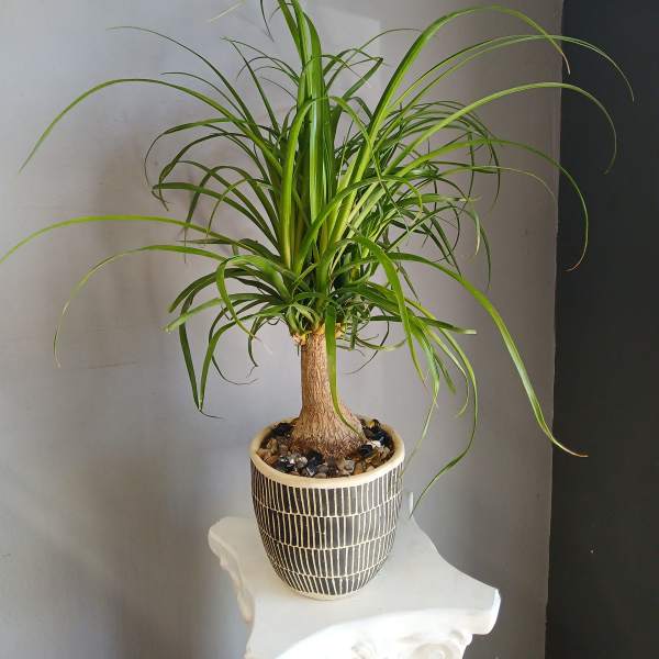 #PL5 Ponytail Palm