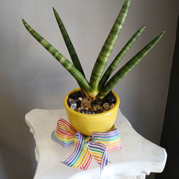 #PL15 Snake plant in yellow pot