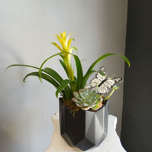 Potted succulent arrangement with a yellow bromeliad and butterfly decoration