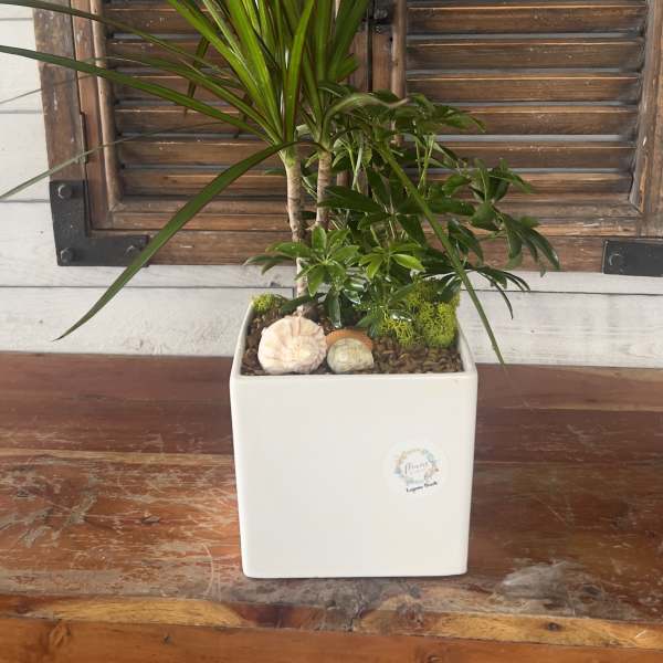 Potted dracaena plant in a white square planter with seashell accents