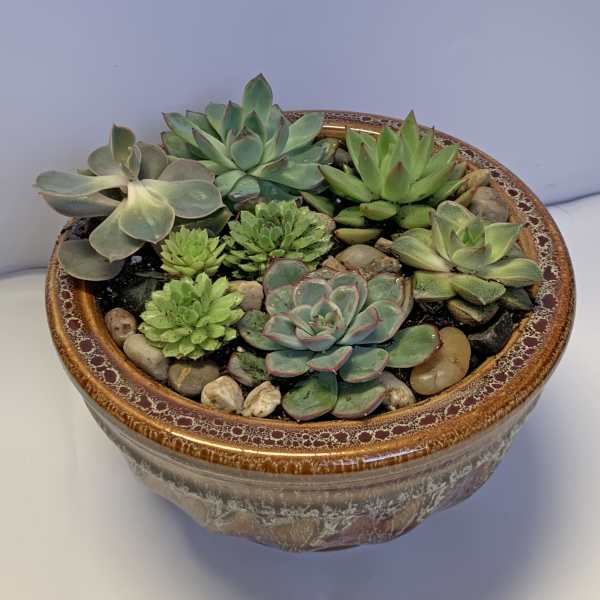 Succulent arrangement in a decorative ceramic bowl with pebbles