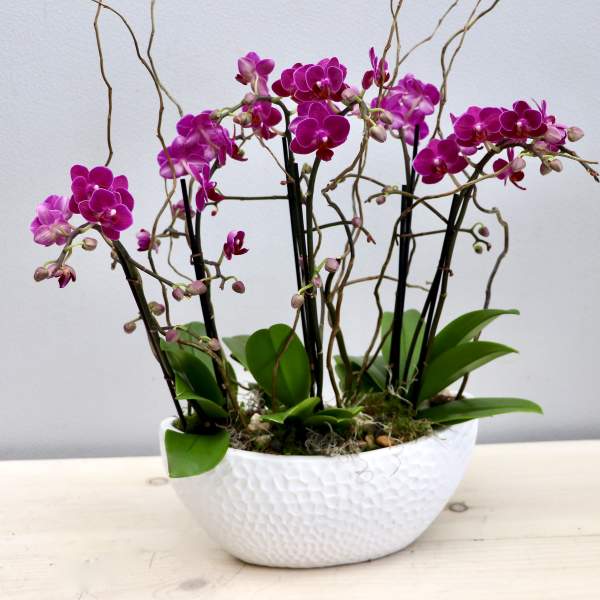 Pink orchid plants with tall stems in a white textured ceramic bowl