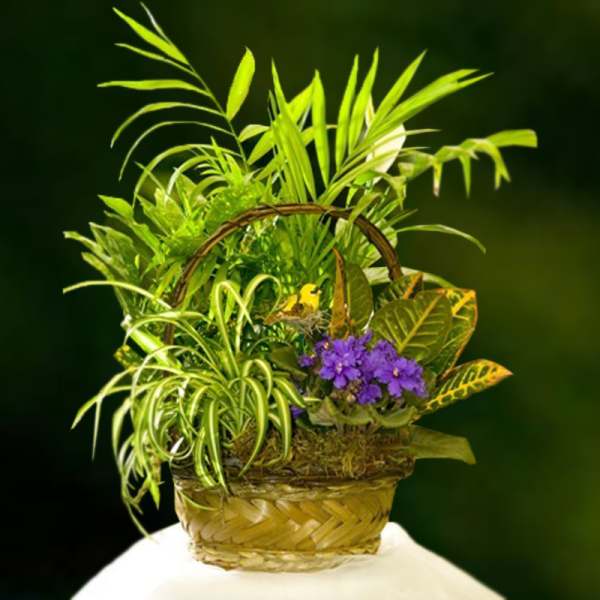 Basket arrangement of tropical foliage with purple flowers