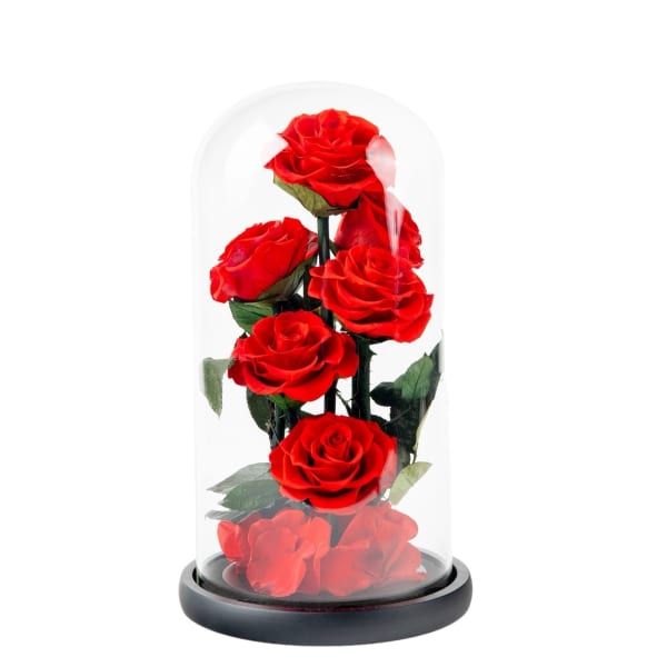 Five red roses under a glass dome on a black base