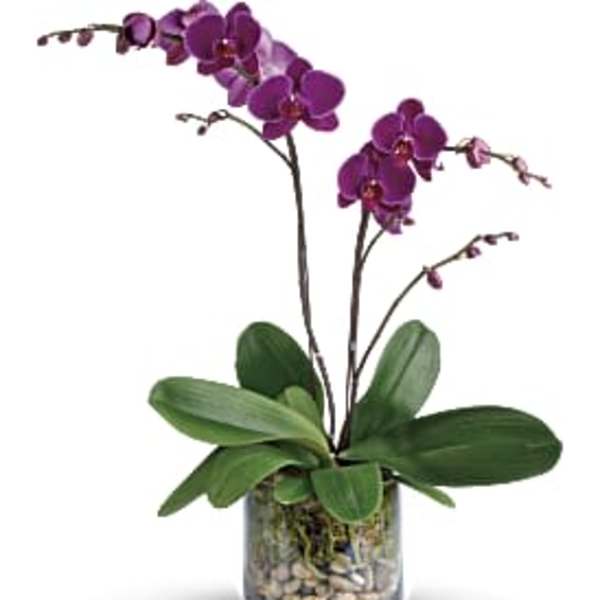 T's Purple Orchid