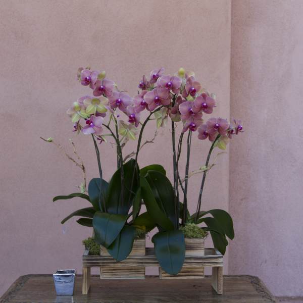 Pink orchid arrangement in a wooden stand with a small candle holder nearby