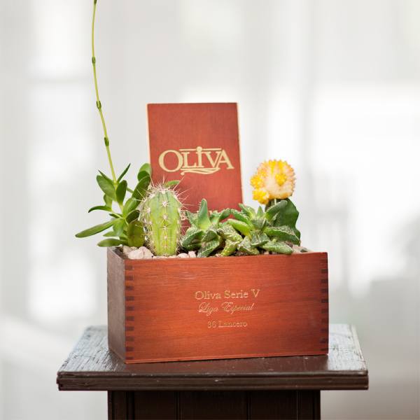 Succulent and cactus arrangement in a wooden cigar box
