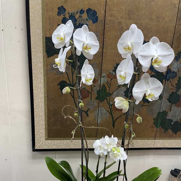 White orchids arranged in a wooden planter box