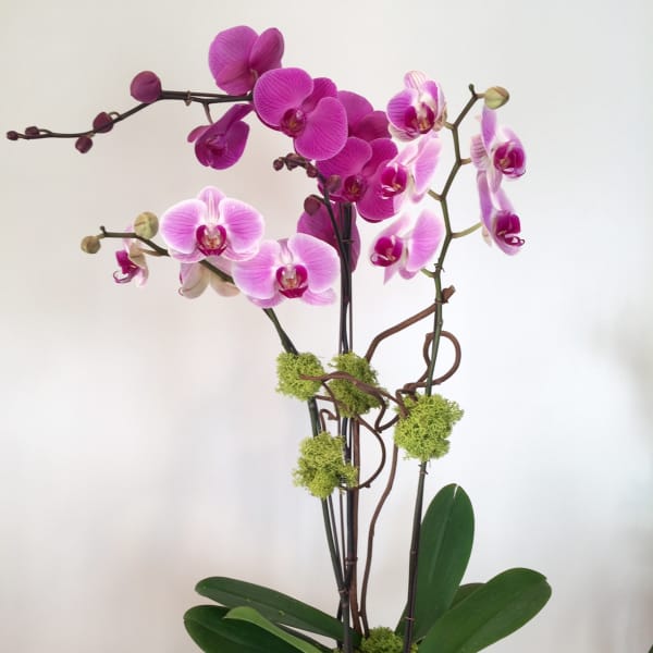 Pink orchid plant in a textured square pot