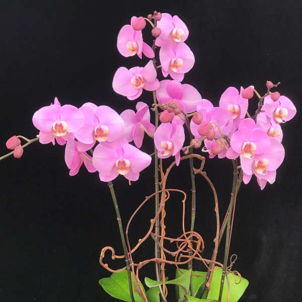Pink orchids in a square stone planter with broad green leaves