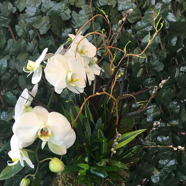 White Orchid Garden