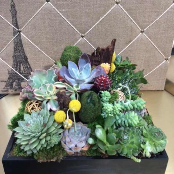 Succulent arrangement in a black rectangular planter