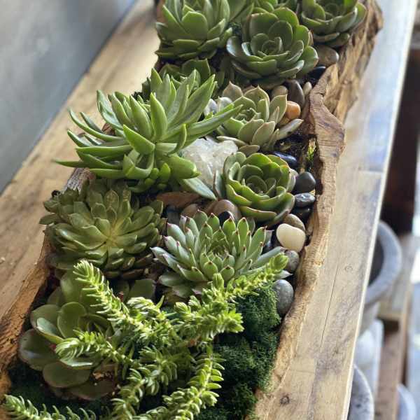 Succulent arrangement in a rustic wooden trough with pebbles