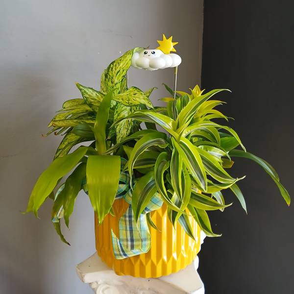 Potted green houseplants in a yellow container with a small cloud topper