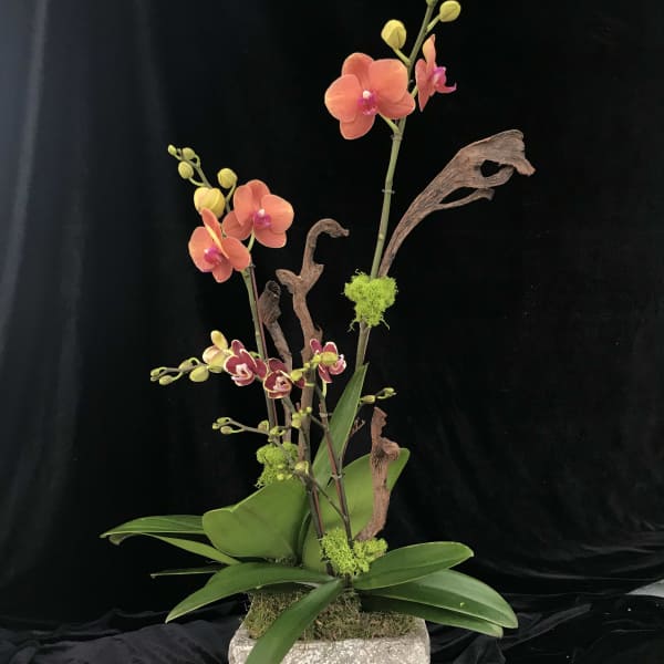 Tall orchid arrangement in a square stone planter