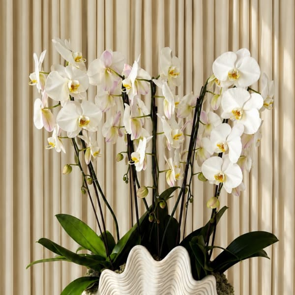 Pearl Blooms