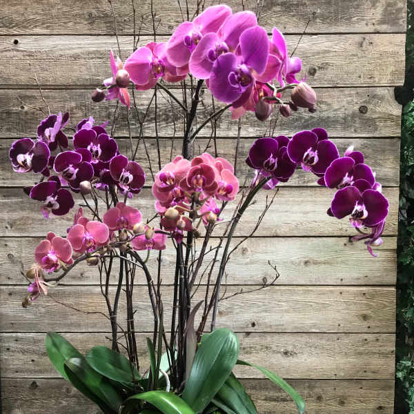 Potted orchid arrangement with pink and purple blooms in a stone planter