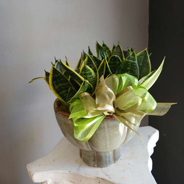 Potted snake plants in a metallic container with a green ribbon bow